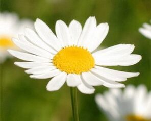 Chamomile decoction causes a feeling of fatigue