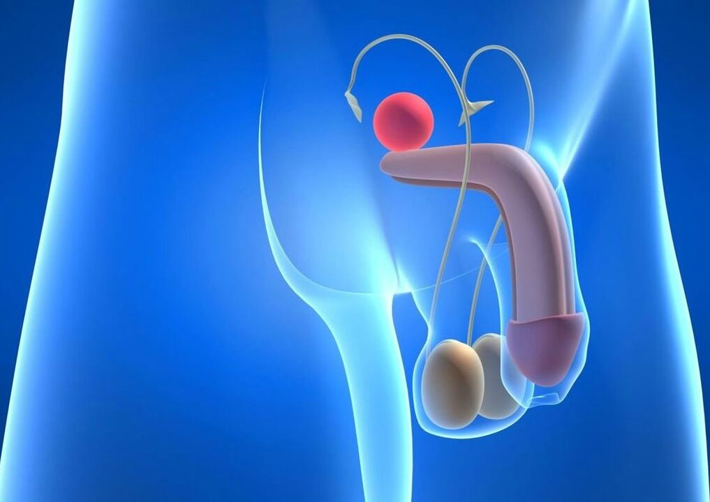 structure of the penis and ways of enlarging it